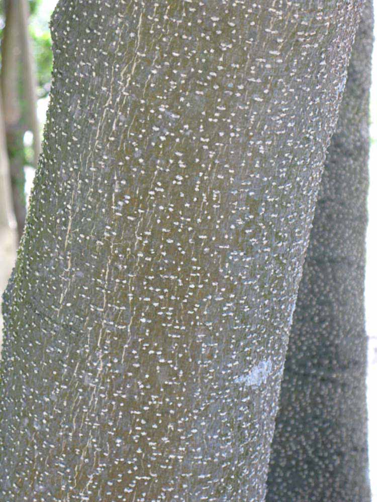            Bark (Winter Haven, FL)      